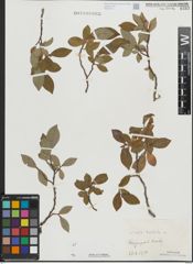 Foto von Salix hastata L.